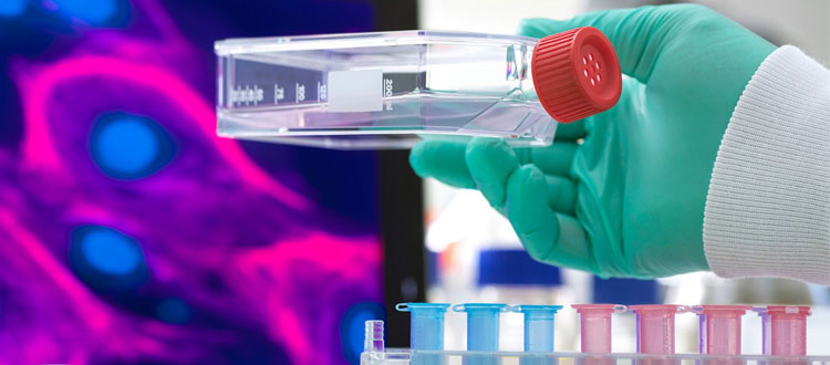 stem cell