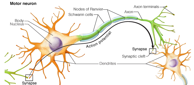 motor neuron