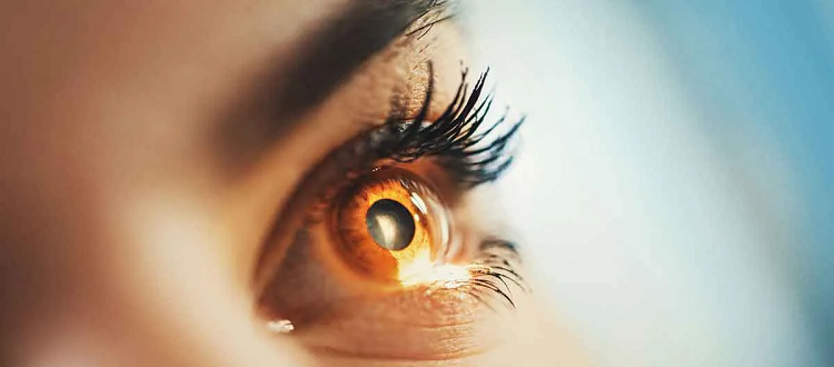 macular dystrophy