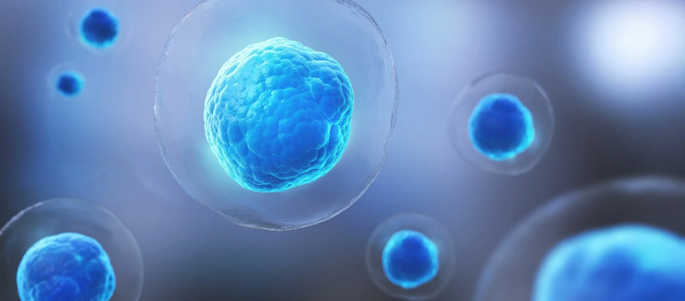 stem cell therapy in india
