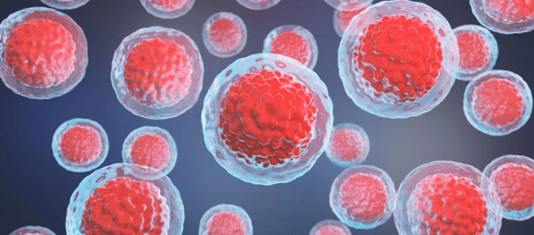 stem cell