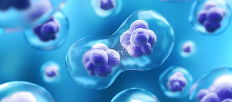 stem-cell