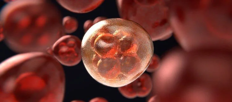 stem cell