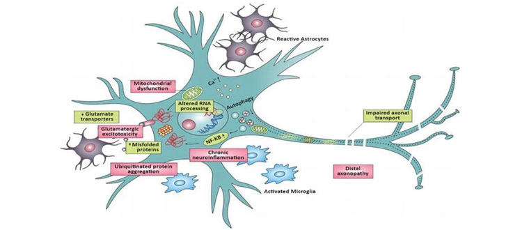 motor neuron