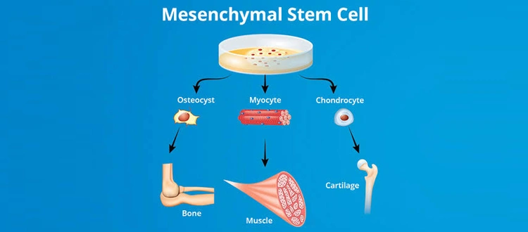 mesenchymal stem cell