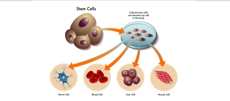 stem cell