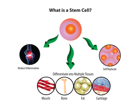 what is stem cell